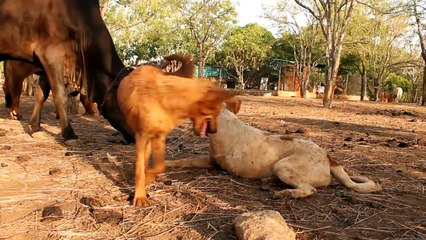 Tony healed & happy! (Street dog in India rescued almost dead.)