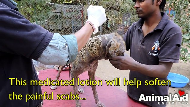 Transformation of dog with skin like barnacles