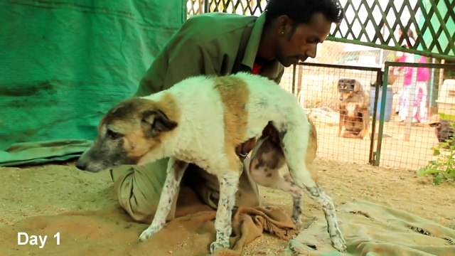 Paralysed dog rescued, watch her amazing recovery! Please share.