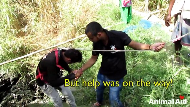 Rescue of exhausted dog clinging for life in a deep well