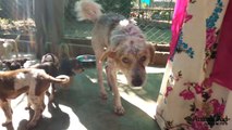 Puppies help injured dog Tony heal at Animal Aid Unlimited, India