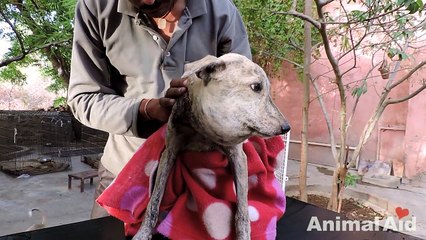 Puppy survives after head balloons from choking