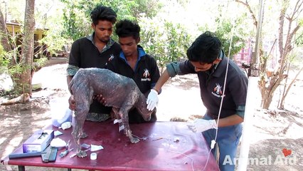 Rescue of sweetest street dog dying from mange