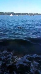 Un petit faon sur le point de se noyer a eu la vie sauve grâce à ce golden retriever !