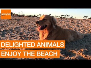 Animals and Beaches: the Perfect Combination?