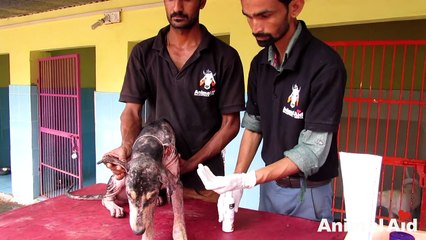Watch dog literally jump for joy after recovering from skin disease