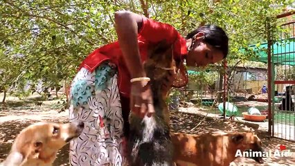 Watch what it takes! A tribute to the loving caregivers at Animal Aid Unlimited.