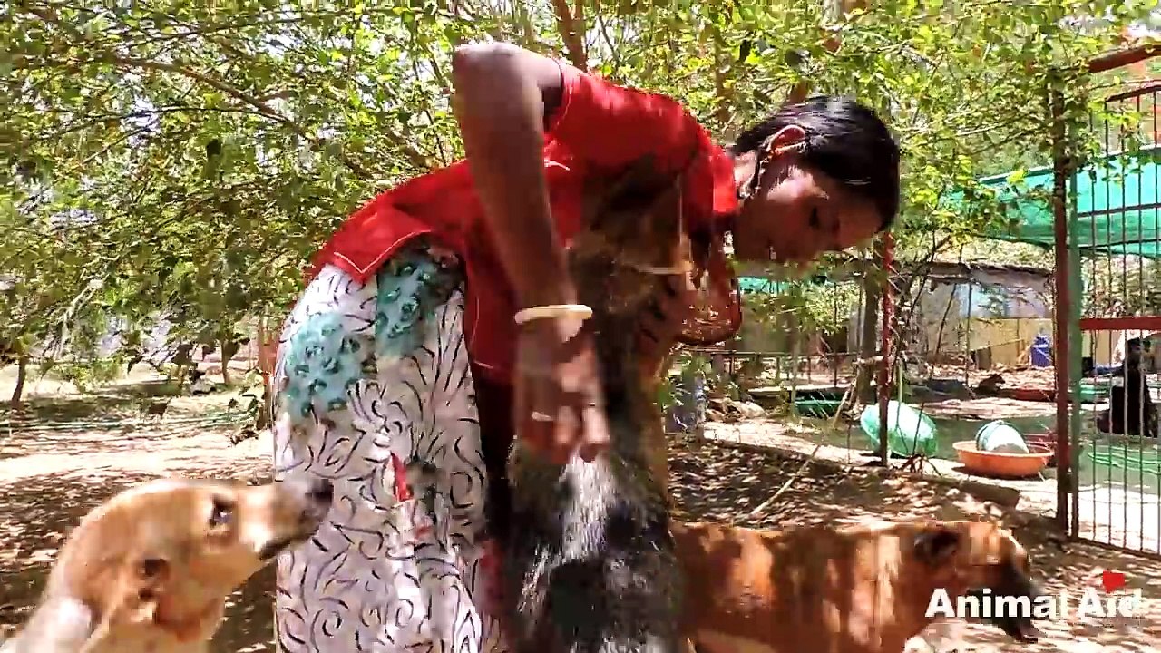 Watch what it takes! A tribute to the loving caregivers at Animal Aid Unlimited.