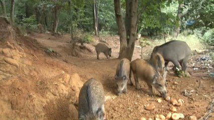 Aç Kalan Domuzlar Şehre İndi