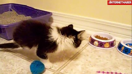 Olmayan bacağı yerine kuyruğunu kullanan kedi - Sivrinet