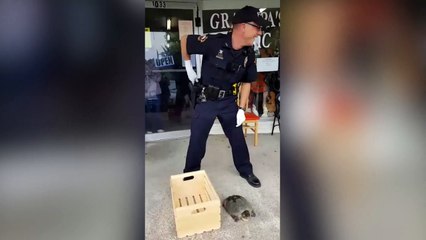 Ce policier galère pour attraper une tortue