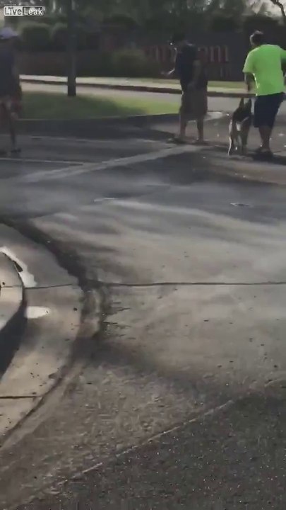 Ce gars et son chien se font attaquer par un lynx alors qu'ils se baladaient dans la rue