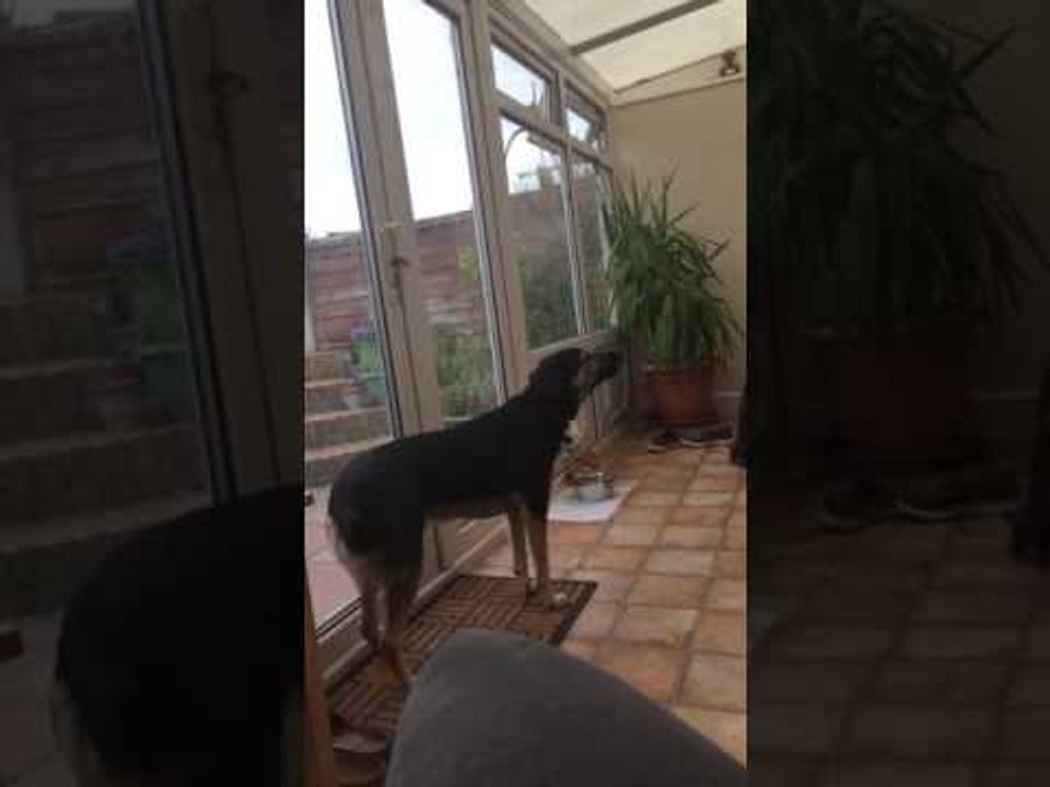 Dog Demonstrates Beautiful Singing Voice