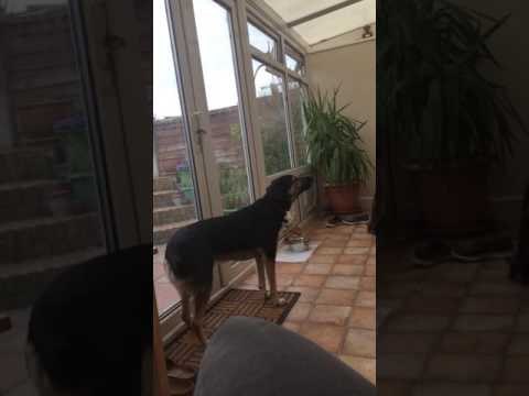 Dog Demonstrates Beautiful Singing Voice