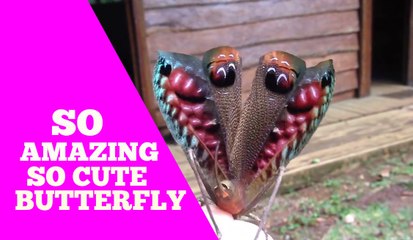 Amazing Butterfly Colourful & Beautiful