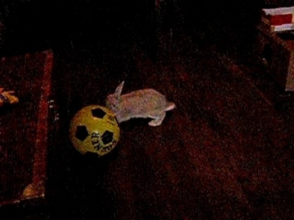 Lapin footballeur 2
