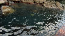 Expedição Tartaruga Marinha, Ubatuba, SP, Brasil, 2017, mares, praias, apneia contemplativa, ap