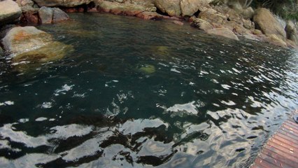 Expedição Tartaruga Marinha, Ubatuba, SP, Brasil, 2017, mares, praias, apneia contemplativa, ap