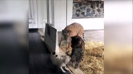 Ce chien très courageux n'a vraiment peur de rien