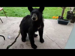 Small Bear Tries to Enter an Ontario Home