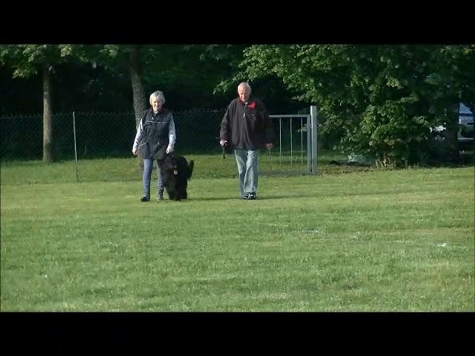 2016 Jakahdy de l'Aubade aux Bergers  : Brevet Ring