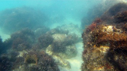 Expedição Tartaruga Marinha, Ubatuba, SP, Brasil, 2017, mares, praias, apneia contemplativa, ap