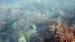 Expedição Tartaruga Marinha, Ubatuba, SP, Brasil, 2017, mares, praias, apneia contemplativa, ap