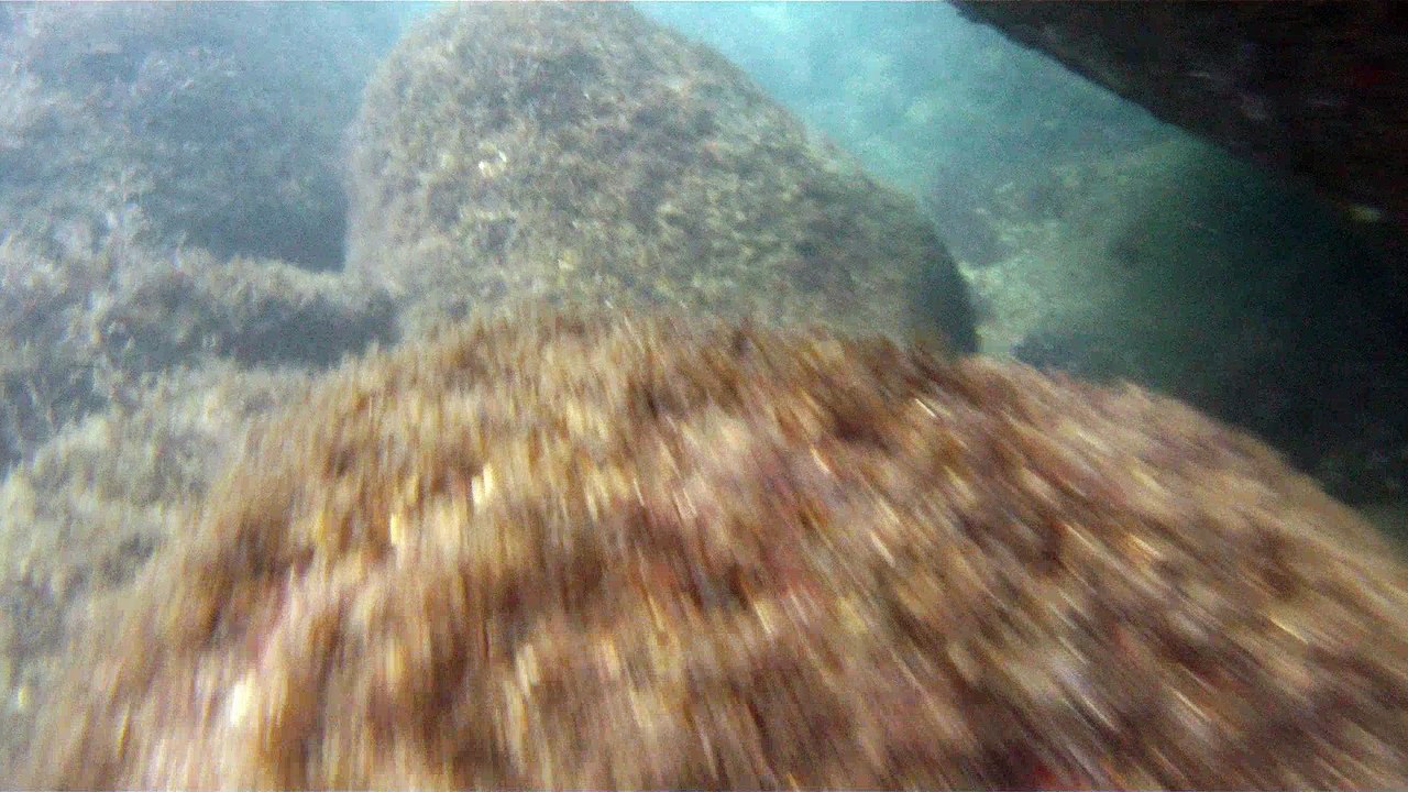Expedição Tartaruga Marinha, Ubatuba, SP, Brasil, 2017, mares, praias, apneia contemplativa, ap