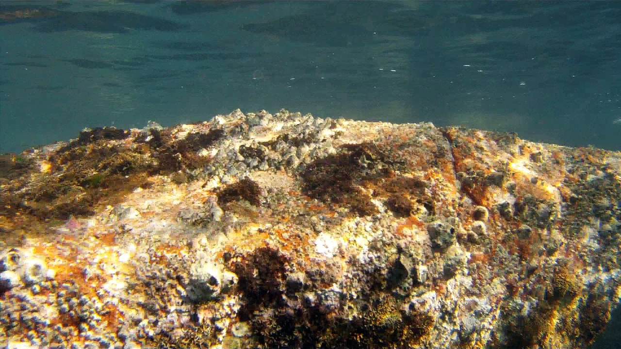 Expedição Tartaruga Marinha, Ubatuba, SP, Brasil, 2017, mares, praias, apneia contemplativa, ap