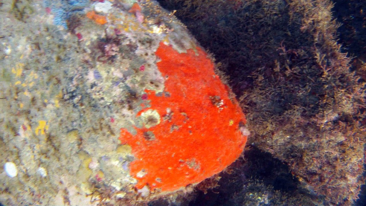 Expedição Tartaruga Marinha, Ubatuba, SP, Brasil, 2017, mares, praias, apneia contemplativa, ap