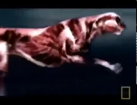 Predators at War Documentary Animal Instinct [720] part 3/3