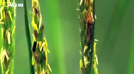 Discovery Channel , Discovery Animal, Медведи острова Страха Аляс [720] part 1/2