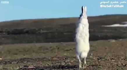 Animals Rabbit entered the valley of the wolves and decided to review his skills
