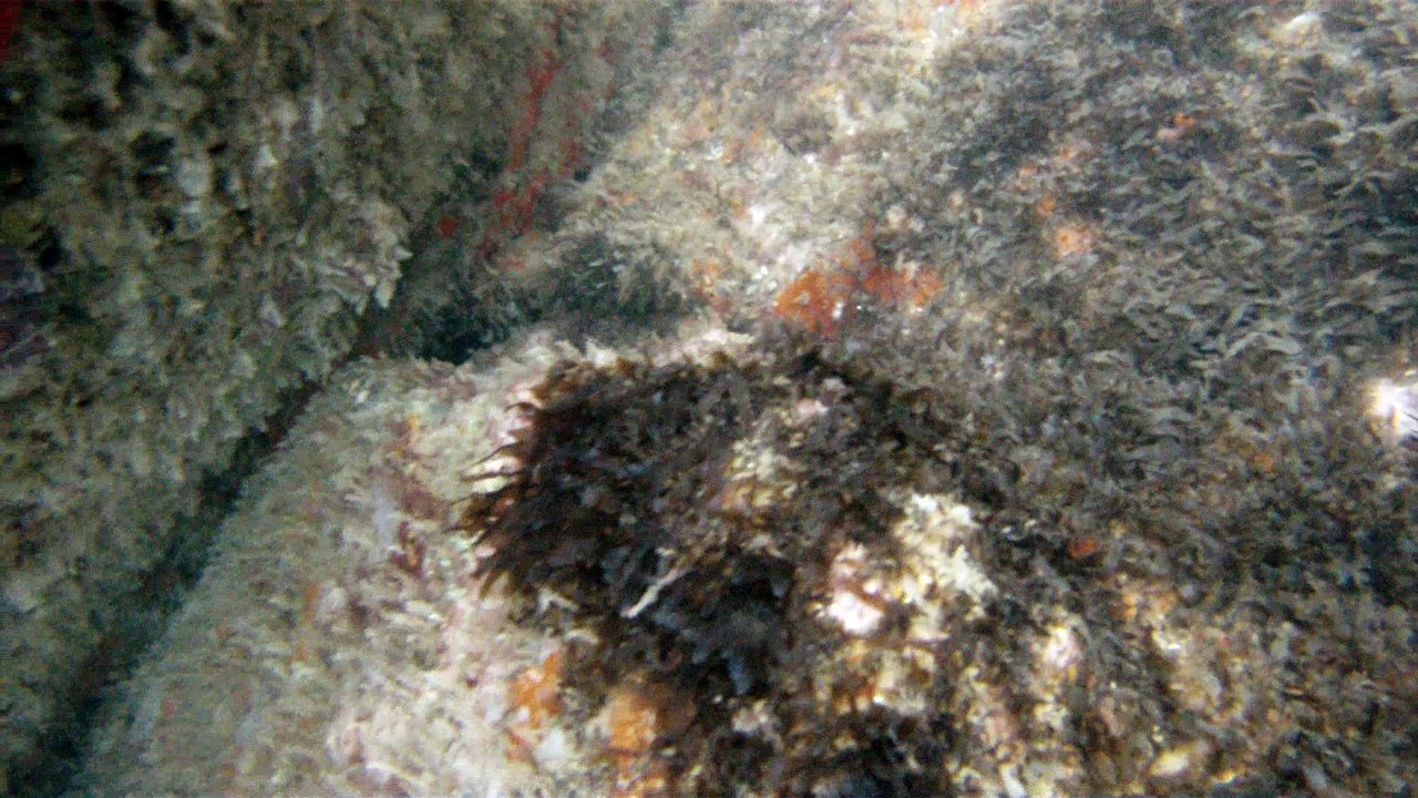 Expedição Tartaruga Marinha, Ubatuba, SP, Brasi...