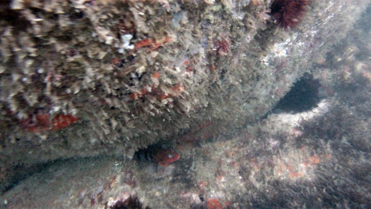 Expedição Tartaruga Marinha, Ubatuba, SP, Brasil, 2017, mares, praias, apneia contemplativa, ap