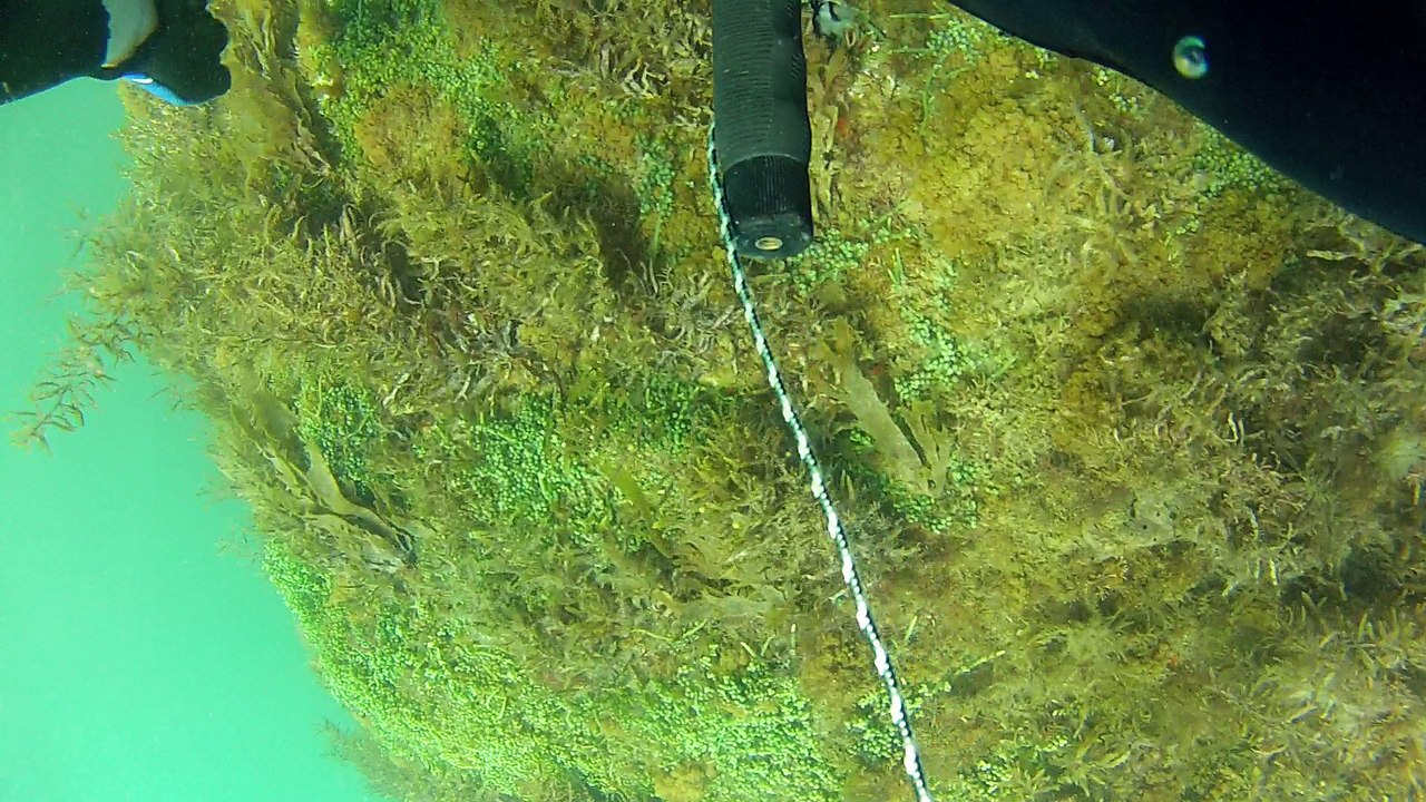 Expedição Tartaruga Marinha, Ubatuba, SP, Brasil, 2017, mares, praias, apneia contemplativa, ap