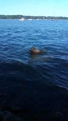 cão salva veado bebé de afogamento