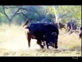 Predators at War  Documentary Animal Instinct [720] part 1/3