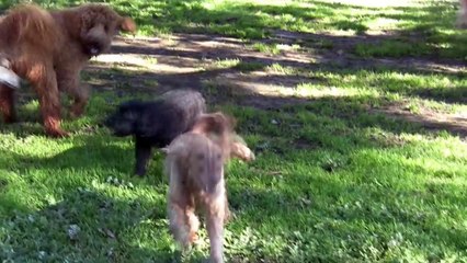 A Day at Rilten Boarding Kennels