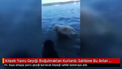 Köpek Yavru Geyiği Boğulmaktan Kurtardı, Sahibine Bu Anları Görüntülemek Kaldı