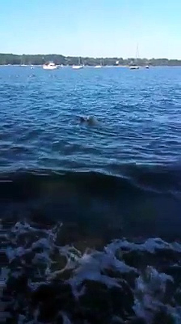 Héroïque Un Chien Sauve Un Faon De La Noyade