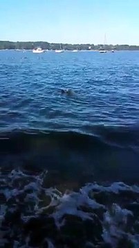 Héroïque : un chien sauve un faon de la noyade !