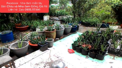 Quang cao Ban chau xi mang trong nha dam 17.07.2017