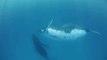 Stunning Video Captures Young Whale 'Dancing' Near Queensland