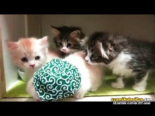 Kardeşlerinden Ayrılmak İçin Nine Kılığına Giren Kedi