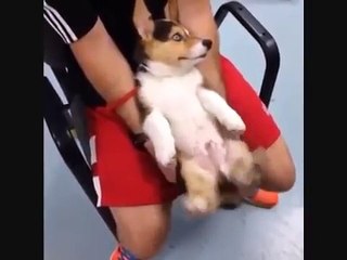 Seen a dog drive a car? Amazing Cute Dogs Compilation 2017