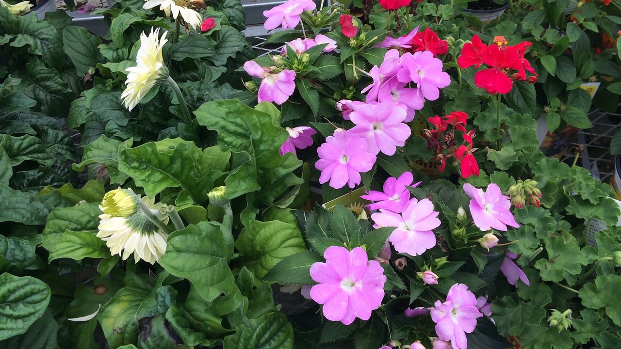 Z57 presents flower shopping