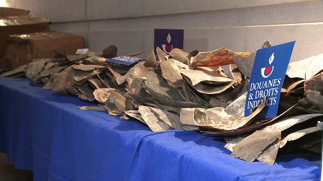 France seizes its largest ever illegal shipment of turtle shells