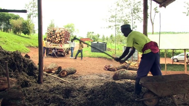 Rwanda: les huiles essentielles pour relancer l'agriculture
