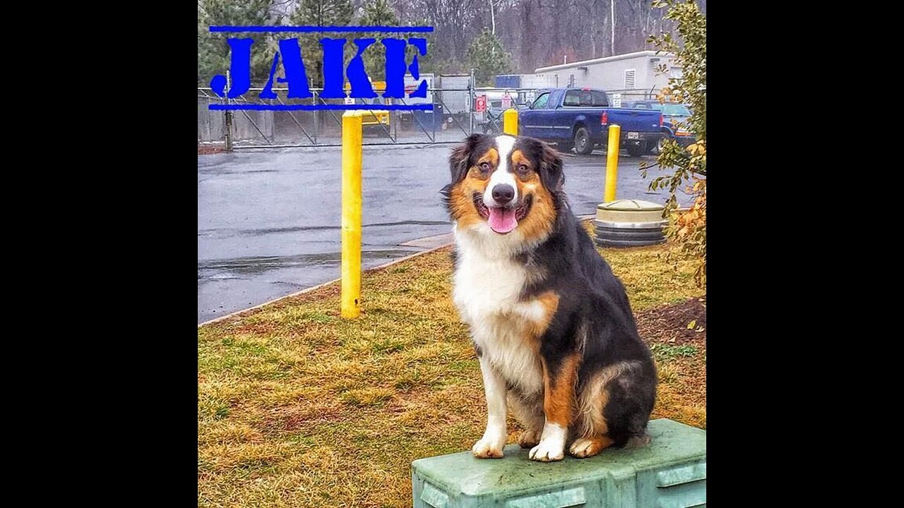 DC Dog Traines- Best Dog Training Services in Washington DC